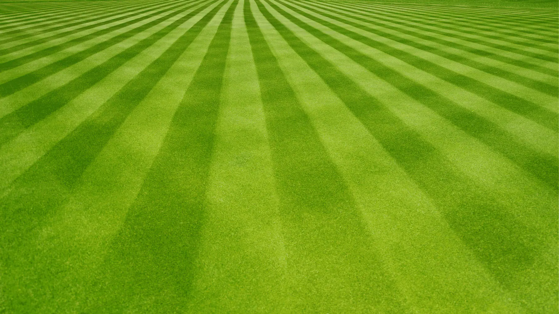 Home 34 rabbits lawn care mainbg