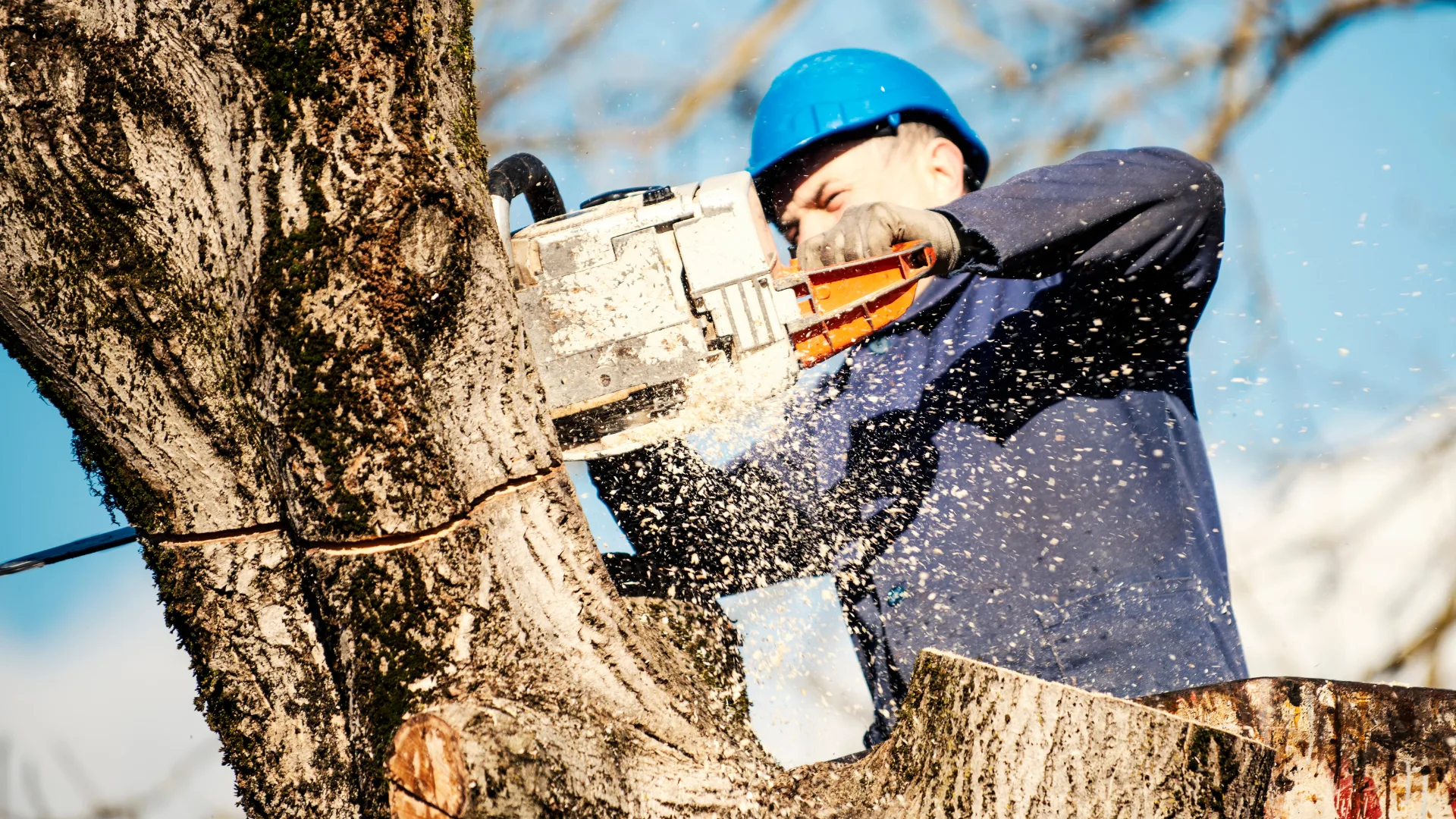 Tree trimming, removals and maintenance in manhattan ks