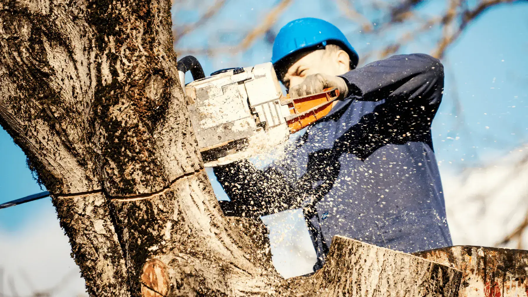 Home 15 Tree trimming, removals and maintenance in manhattan ks